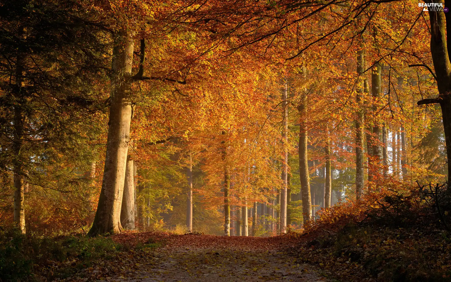 viewes, forest, fallen, trees, autumn, Path, Leaf