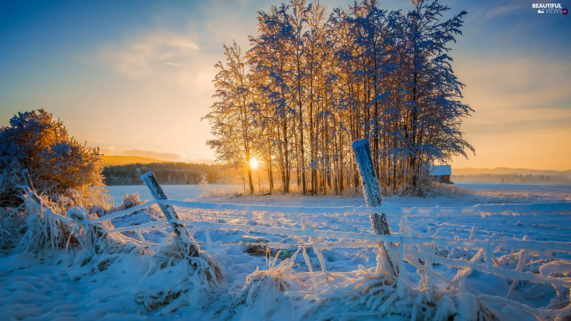 viewes, Field, fence, trees, winter, house, Sunrise