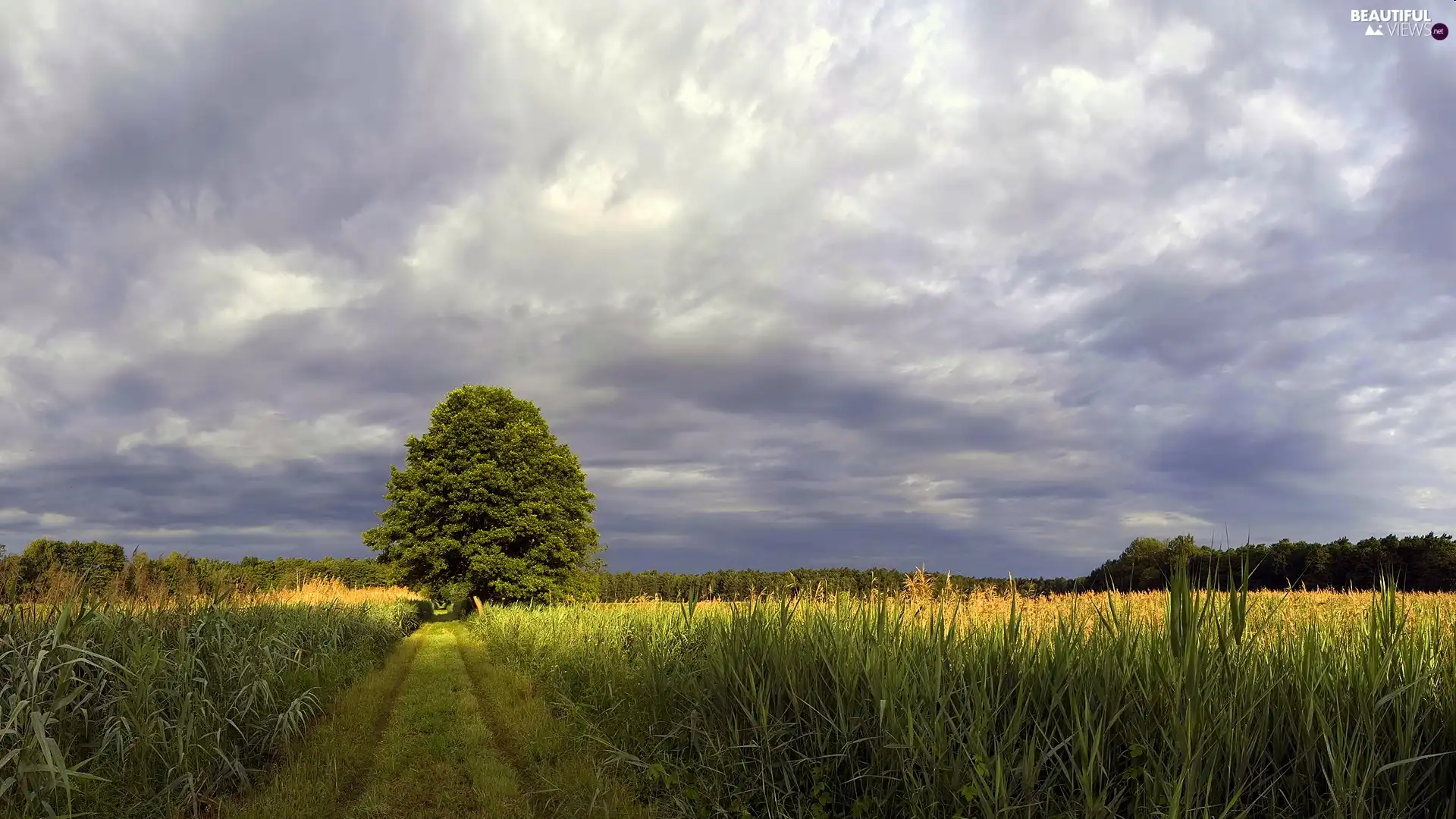 Field, grass, trees, Way