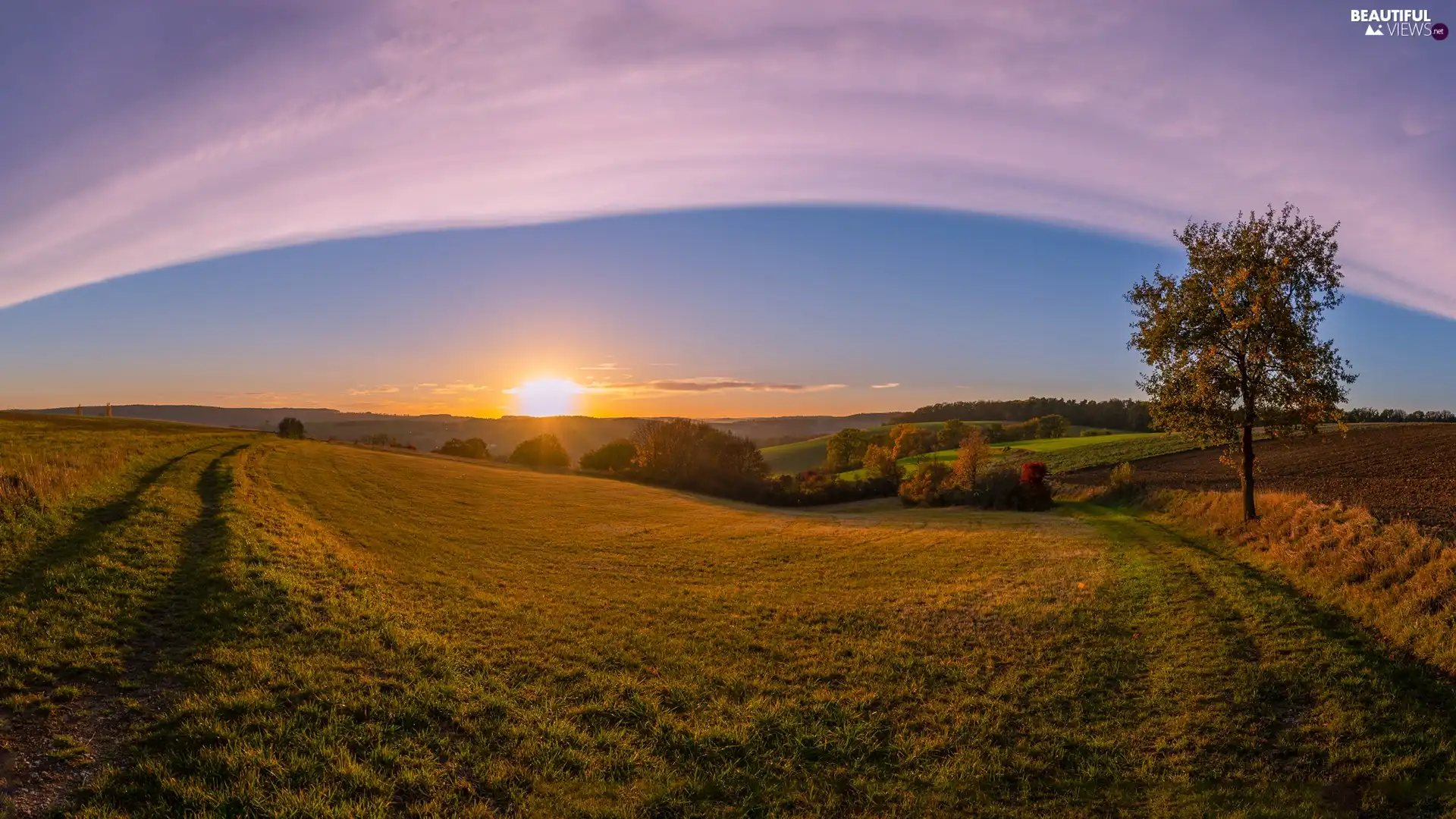 Field, viewes, Sunrise, trees