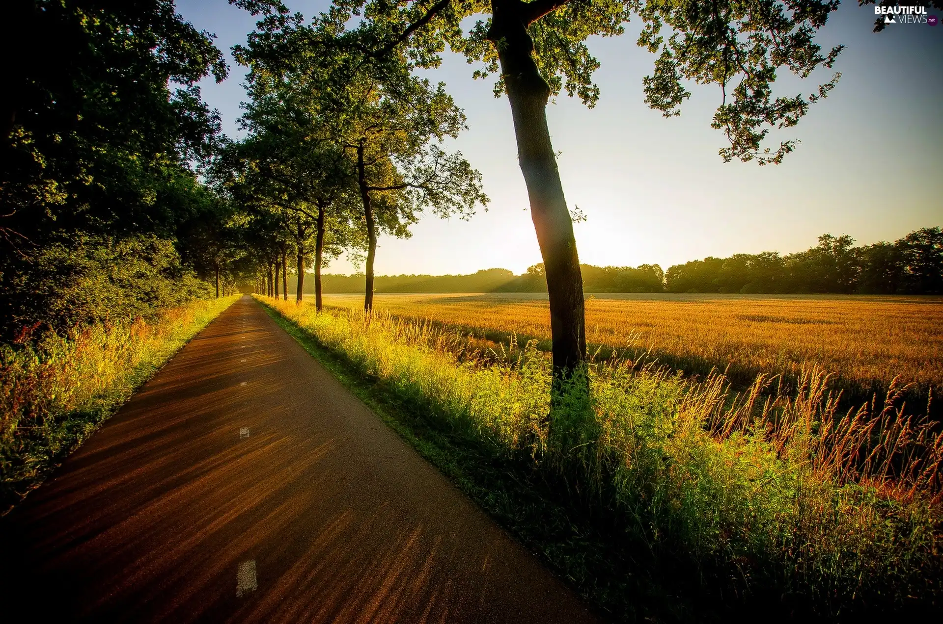 viewes, Way, morning, light breaking through sky, Field, trees