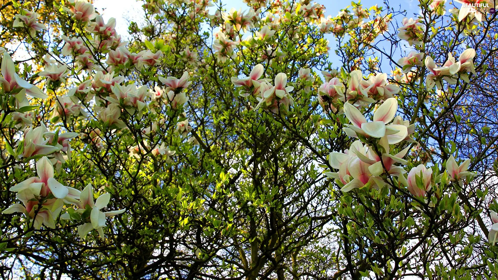 Magnolia, Spring, Blossoming