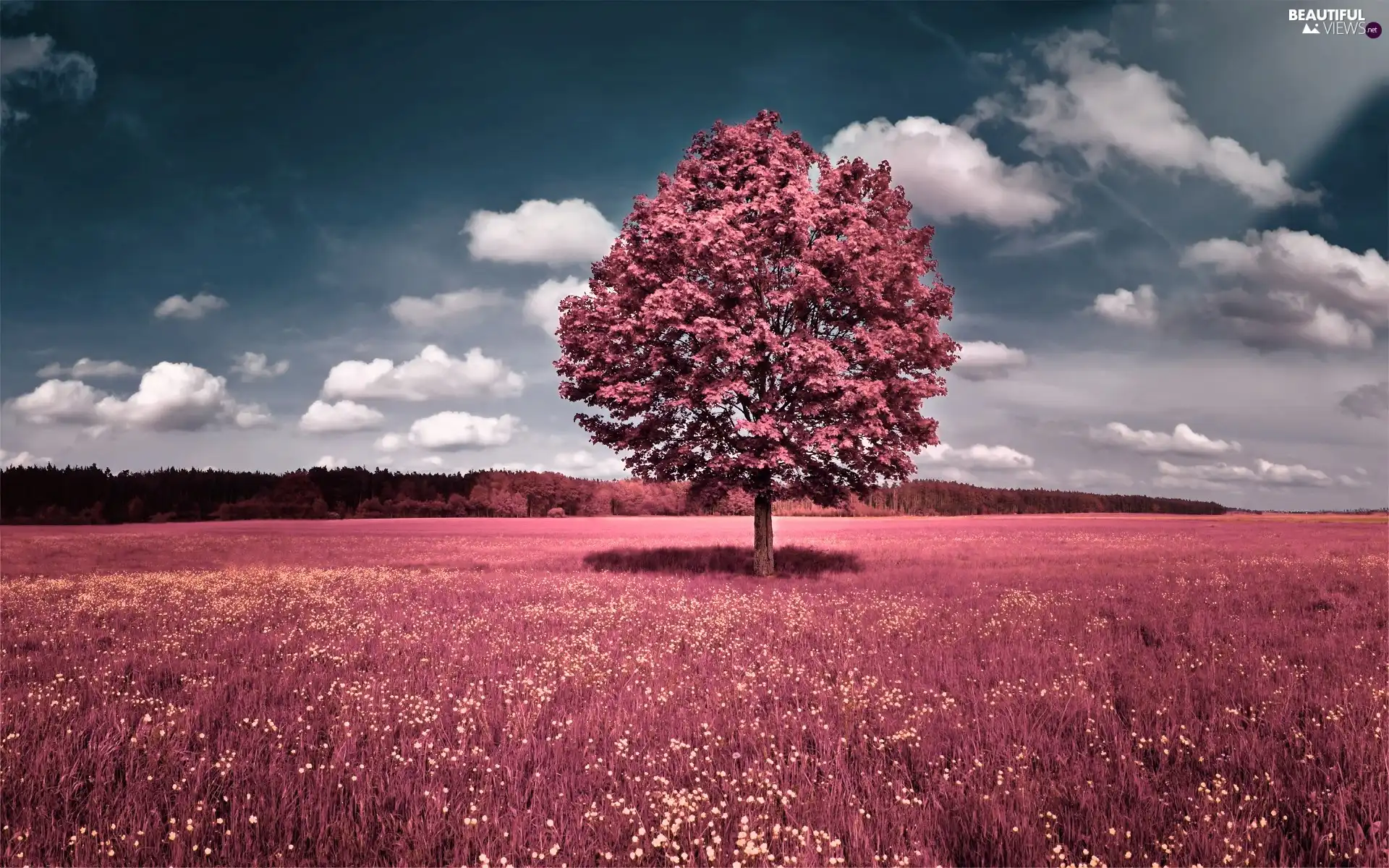 trees, Meadow, Flowers