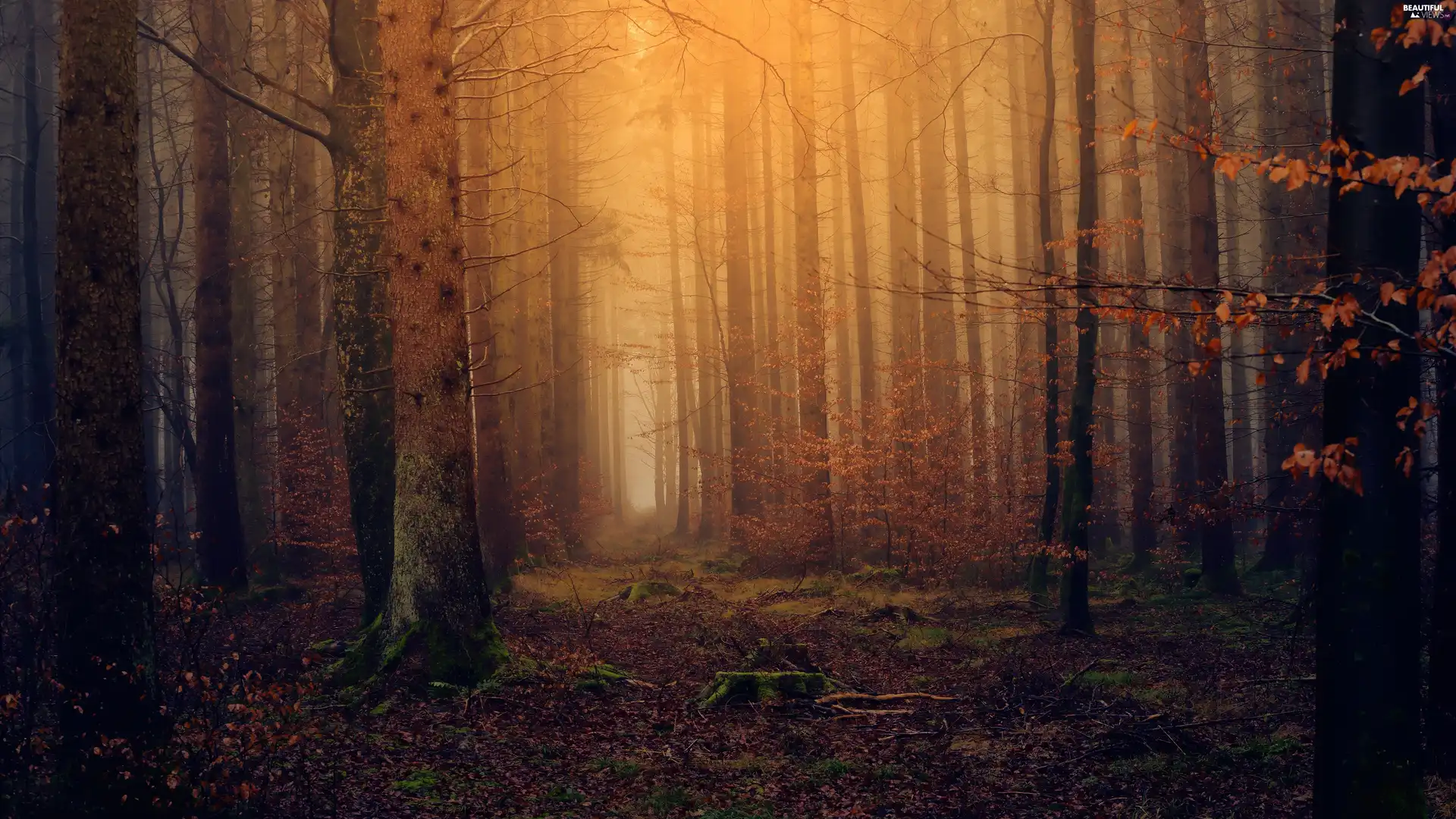 trees, autumn, light breaking through sky, Fog, viewes, forest