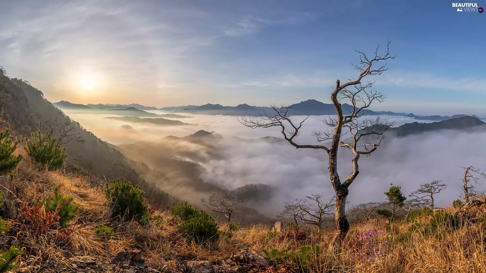 trees, rays of the Sun, VEGETATION, Fog, autumn, Mountains