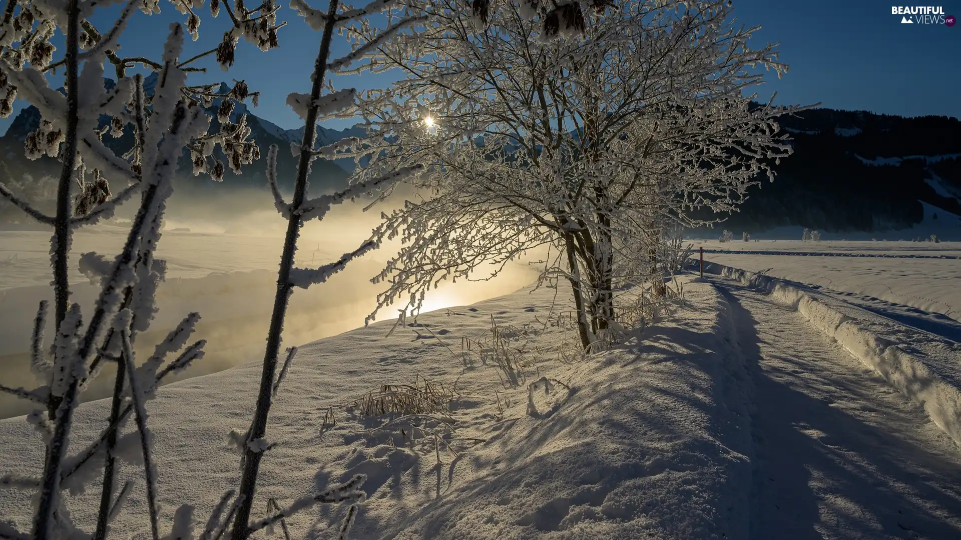 viewes, Way, Fog, trees, winter, snow, stream