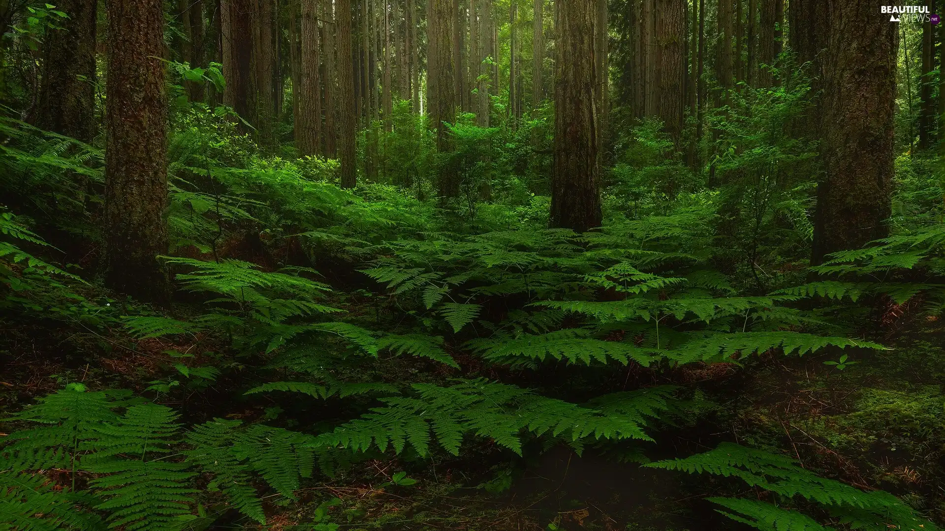 green ones, fern, trees, viewes, forest