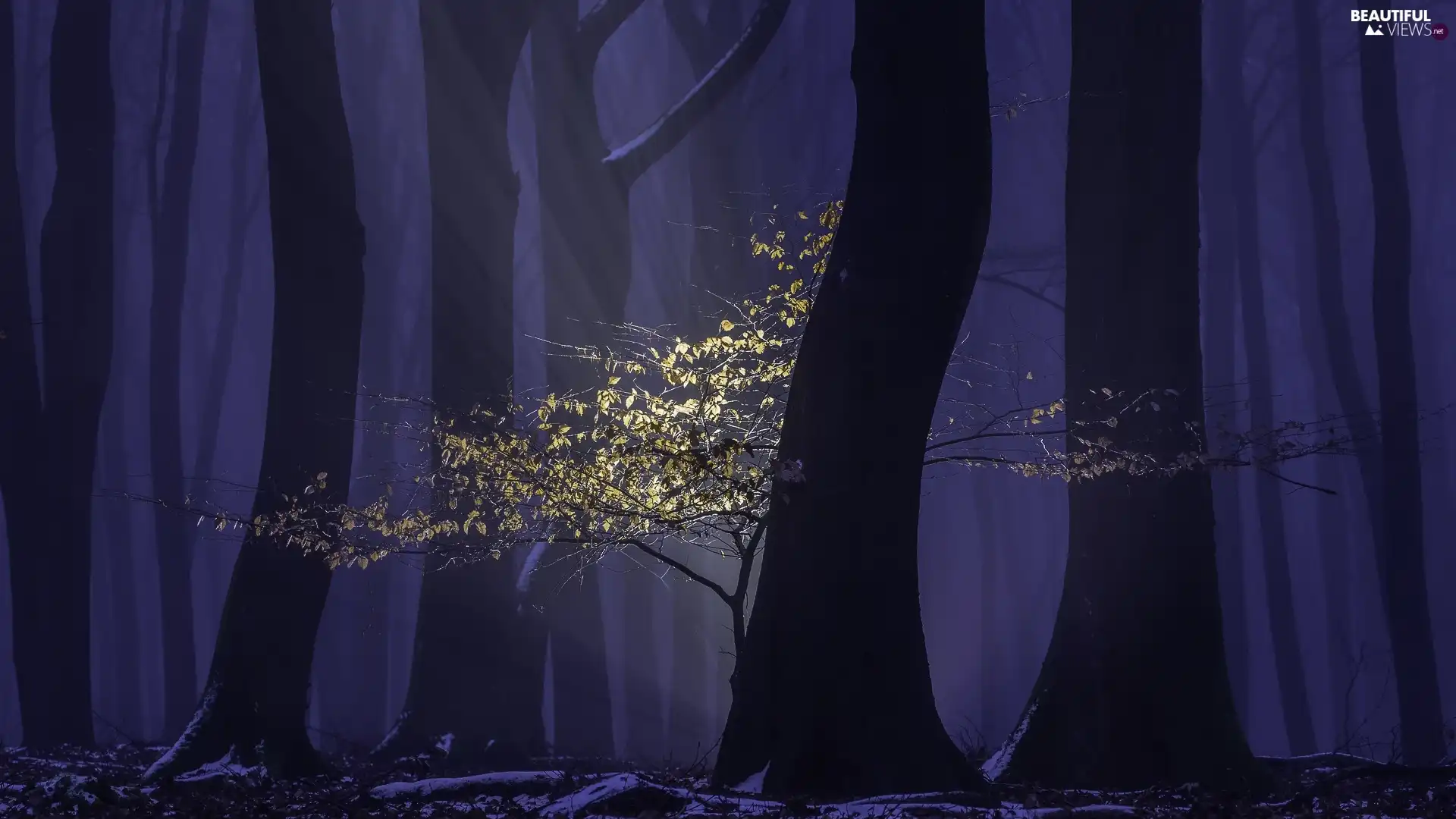 trees, dark, illuminated, trees, viewes, forest