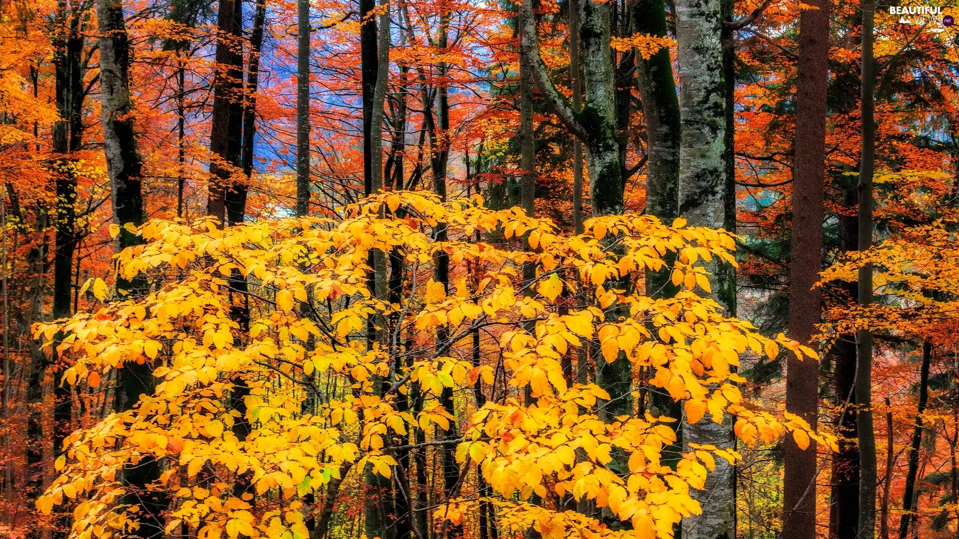 trees, viewes, branch pics, Yellow, Leaf, forest, autumn, Orange