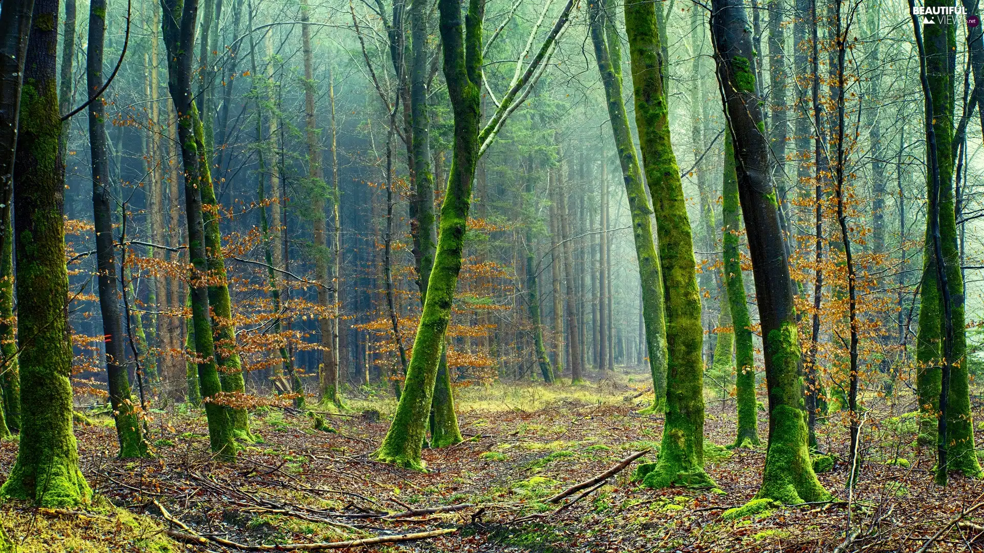 forest, viewes, mossy, trees