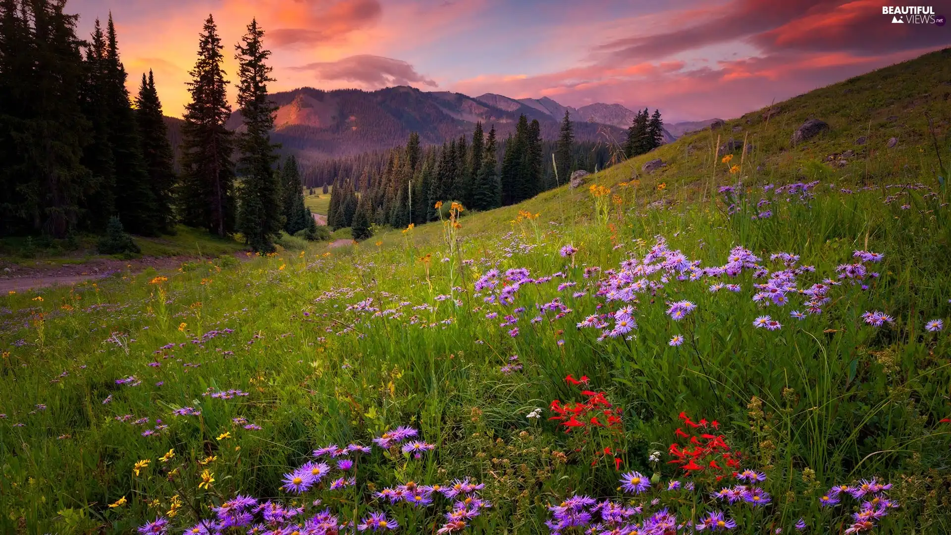 trees, viewes, clouds, Meadow, Great Sunsets, forest, Mountains, Flowers