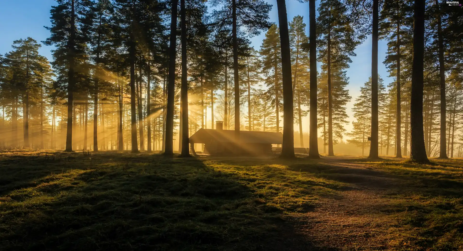 viewes, light breaking through sky, forest, trees, Home