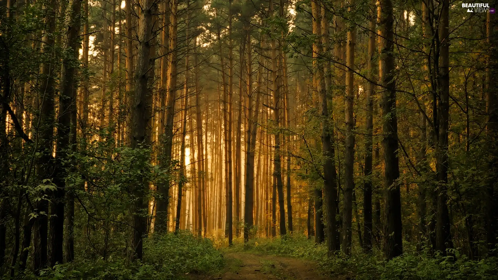 viewes, forest, Way, light breaking through sky, forest, trees