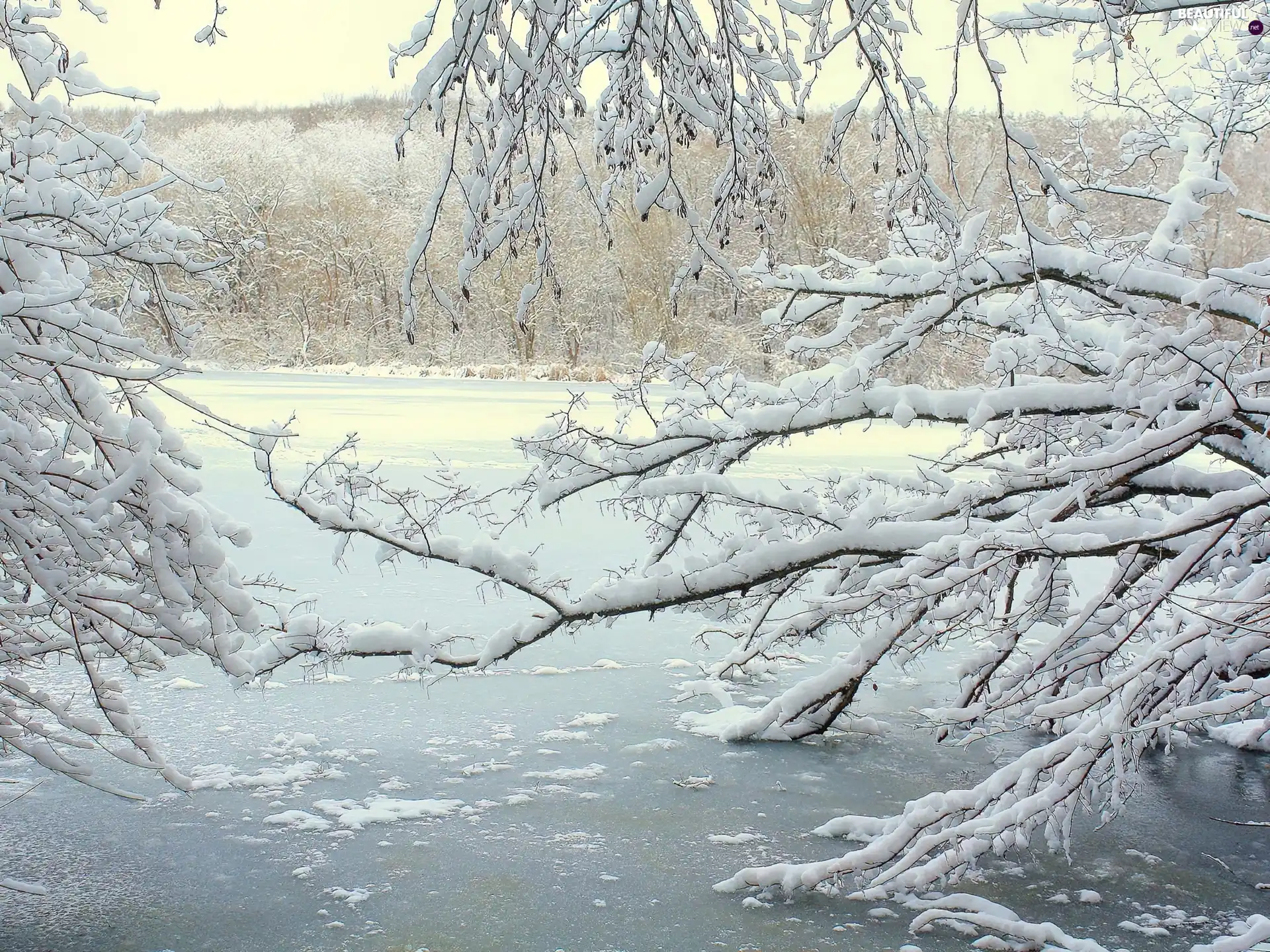 Frozen, branch pics, trees, River