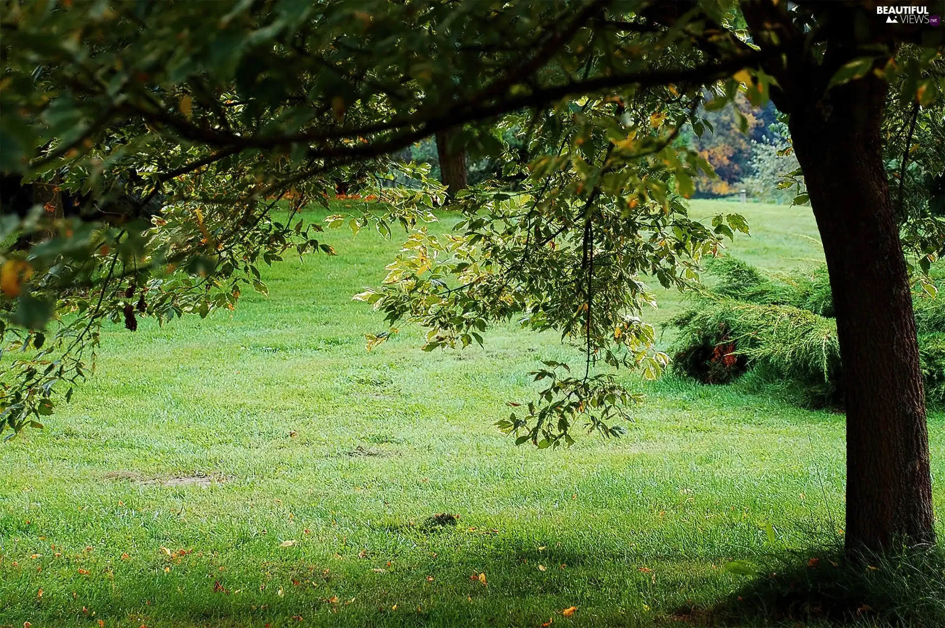 trees, Park, grass