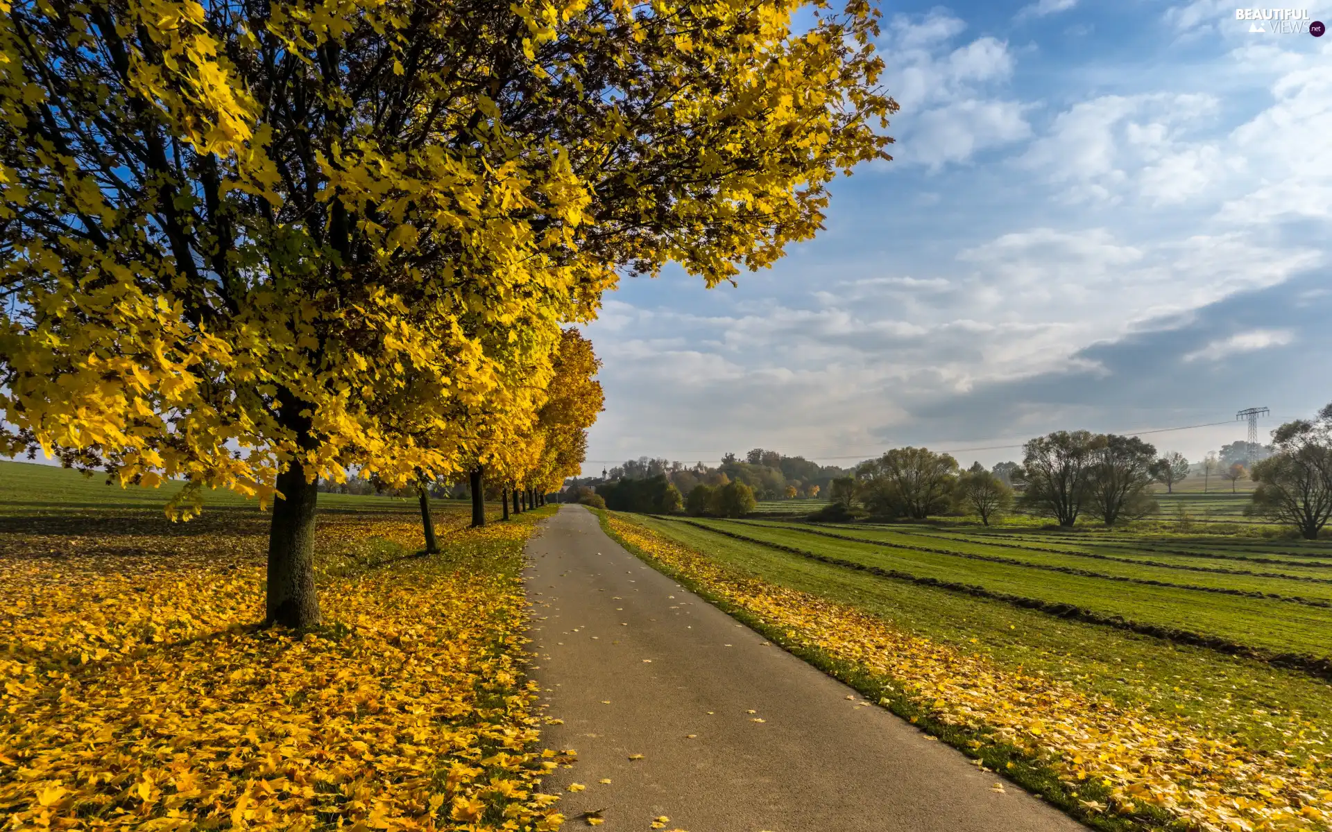 viewes, Way, grass, trees, autumn, Leaf, Sky