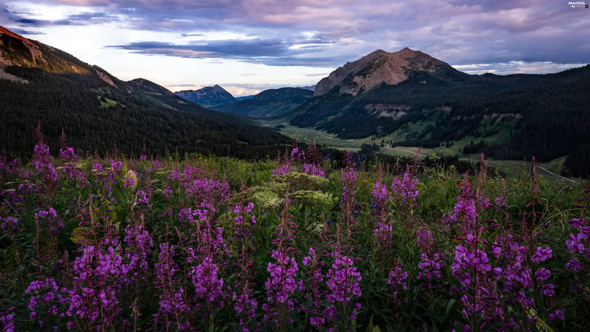 clouds, forest, viewes, evening, Flowers, Meadow, trees, Great Sunsets, Mountains, Sky