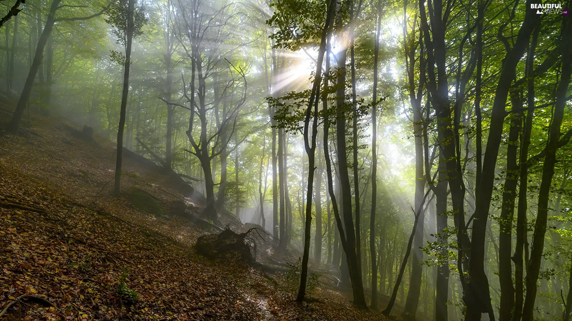 trees, forest, Fog, light breaking through sky, viewes, green ones