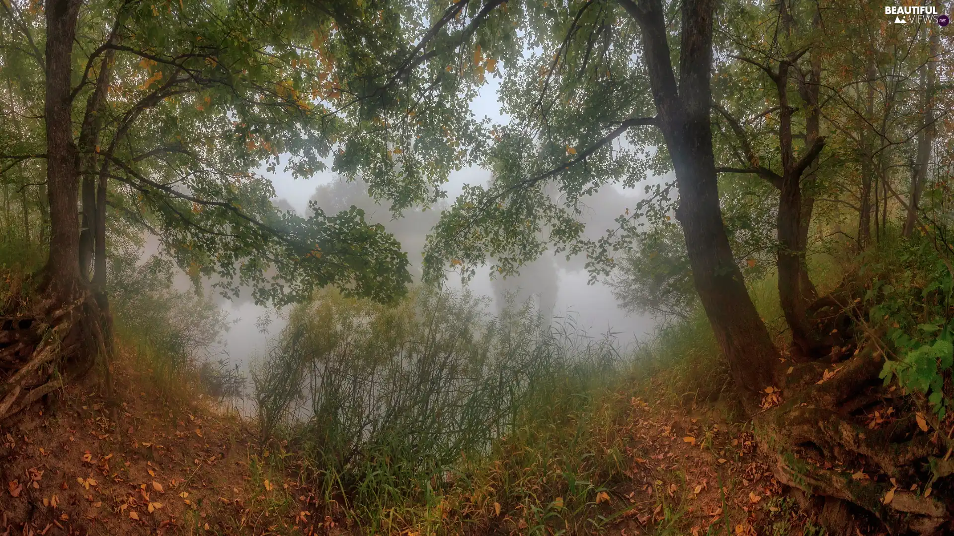 viewes, Fog, Hazy, trees, forest, grass, lake