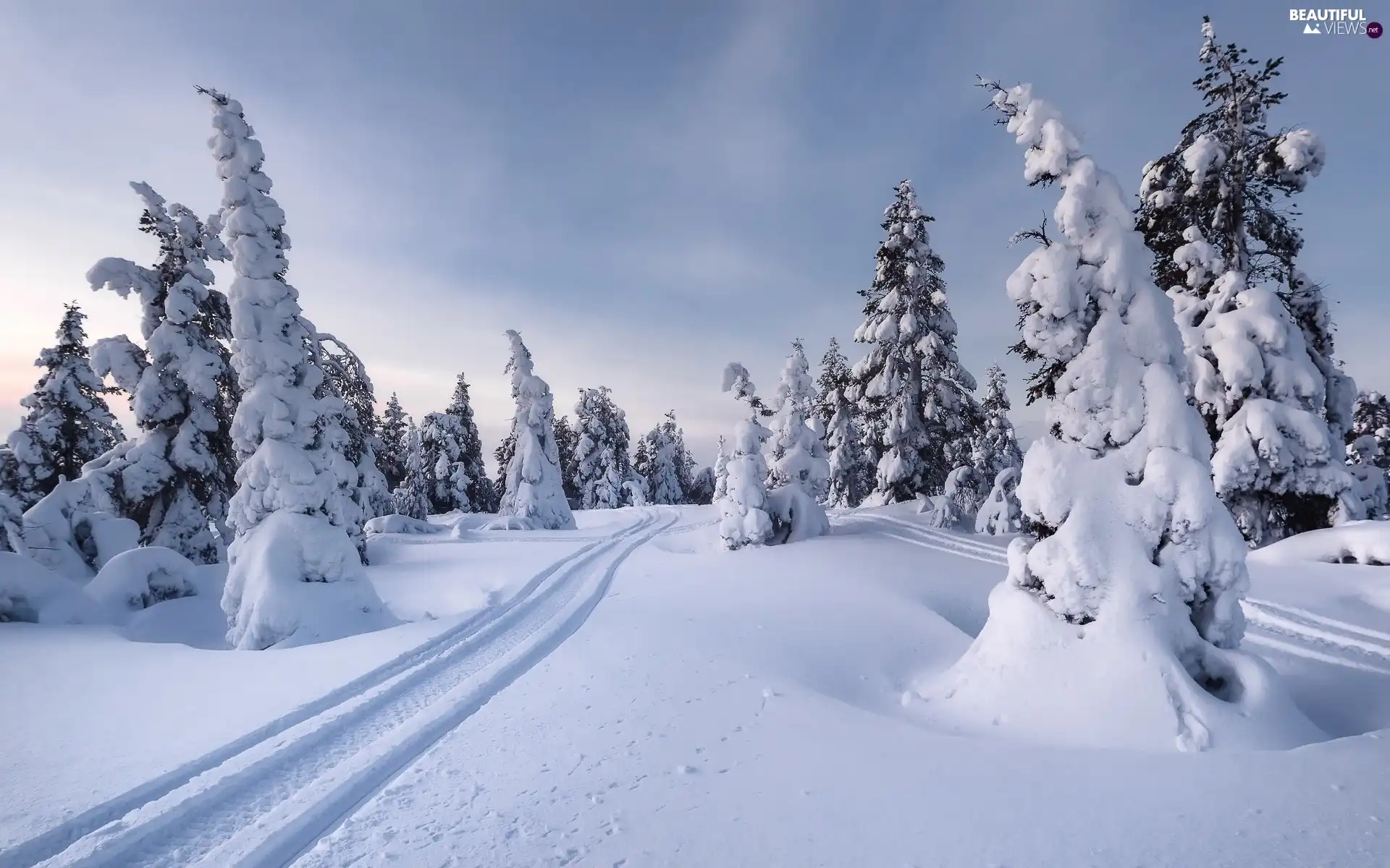 viewes, snow, Hill, trees, winter, Spruces, traces