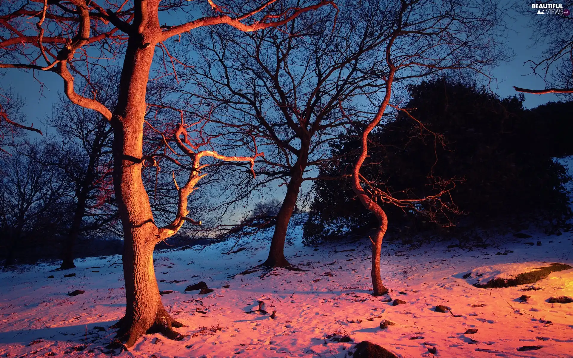 illuminated, viewes, winter, trees