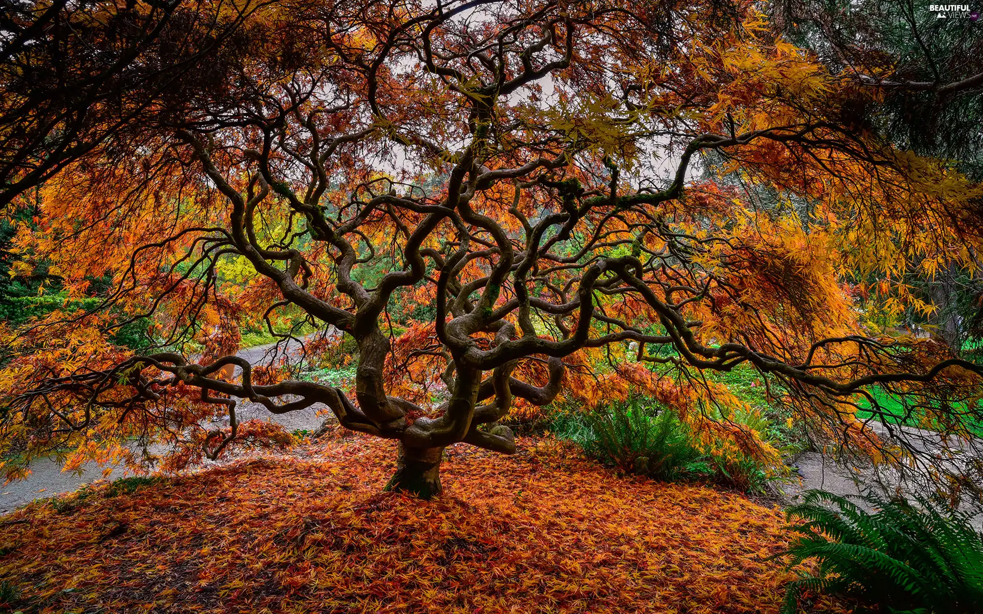 Park, trees, Japanese Maple, autumn