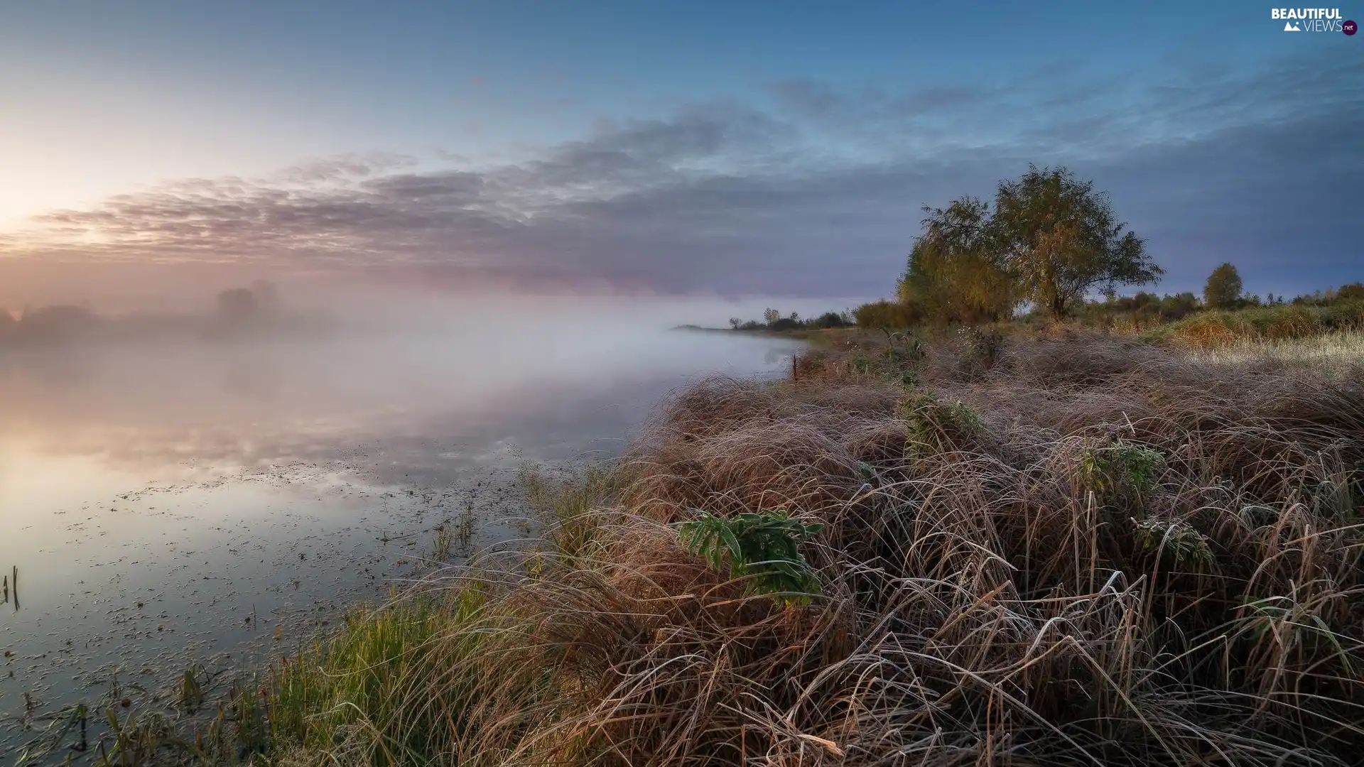 Fog, morning, grass, trees, dry, lake