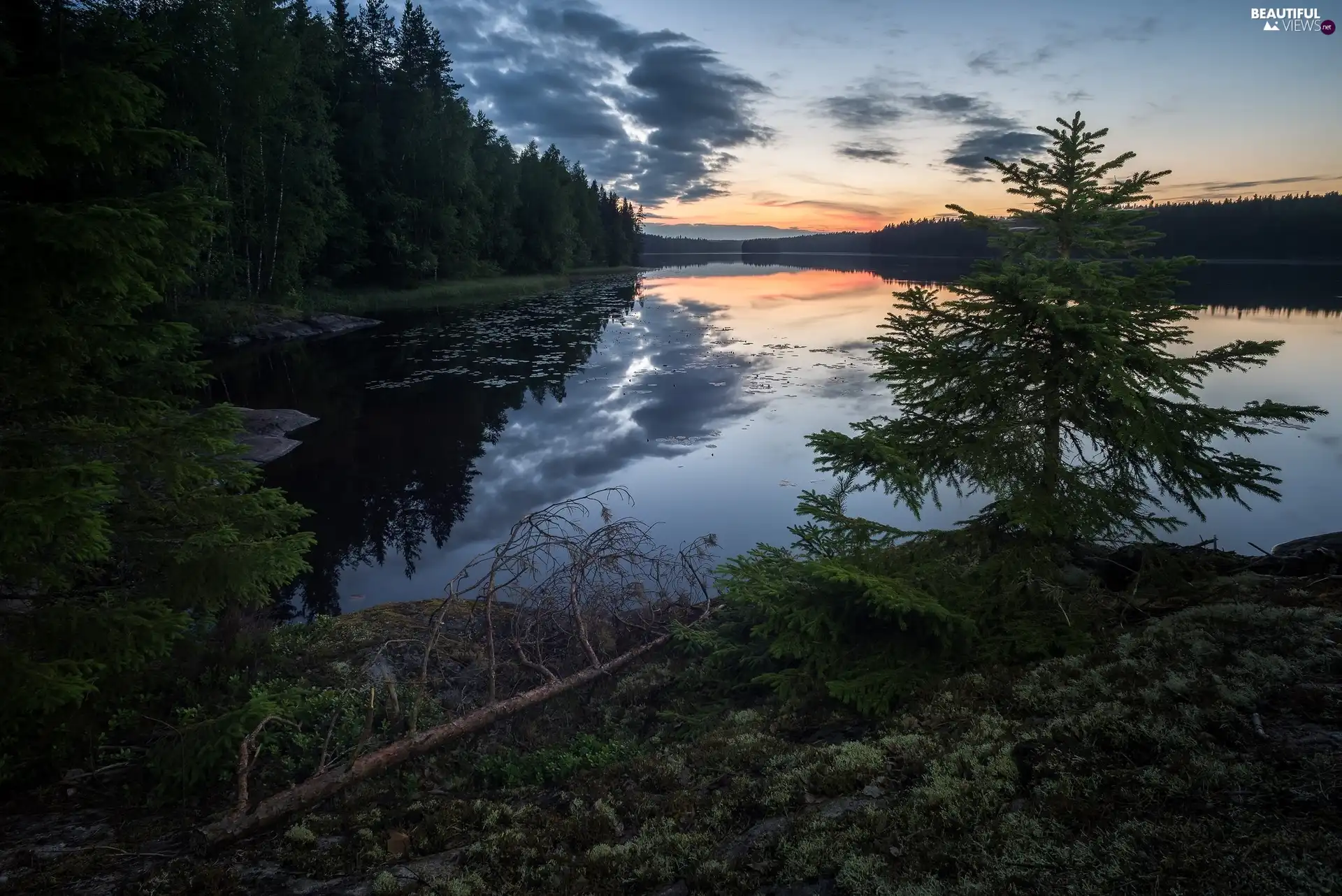 trees, Sunrise, lake