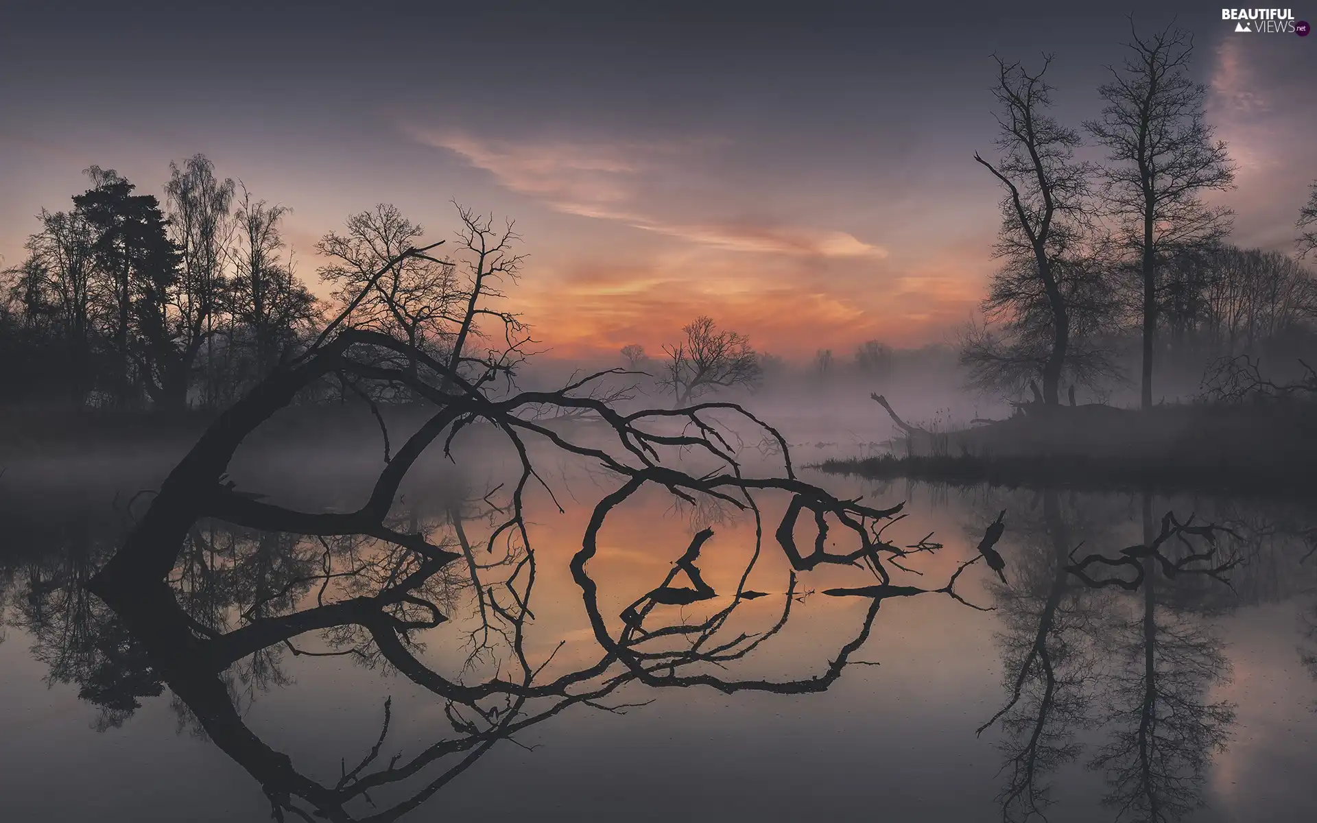 Fog, Great Sunsets, trees, viewes, lake