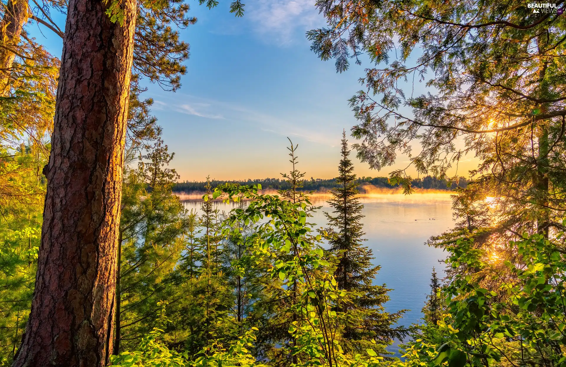 woods, Great Sunsets, trees, viewes, lake