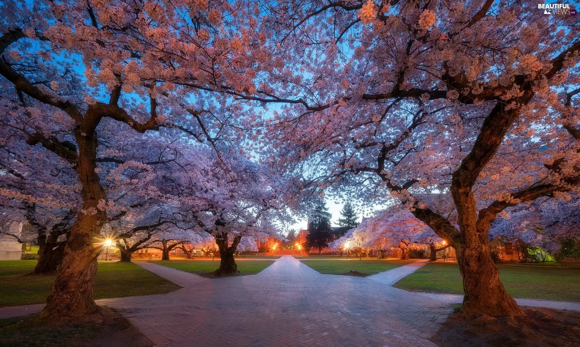 viewes, Park, lanterns, trees, Spring, bench, light