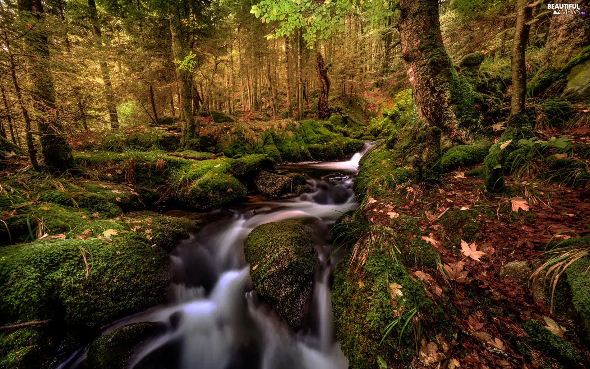 viewes, forest, Leaf, trees, autumn, flux, Moss