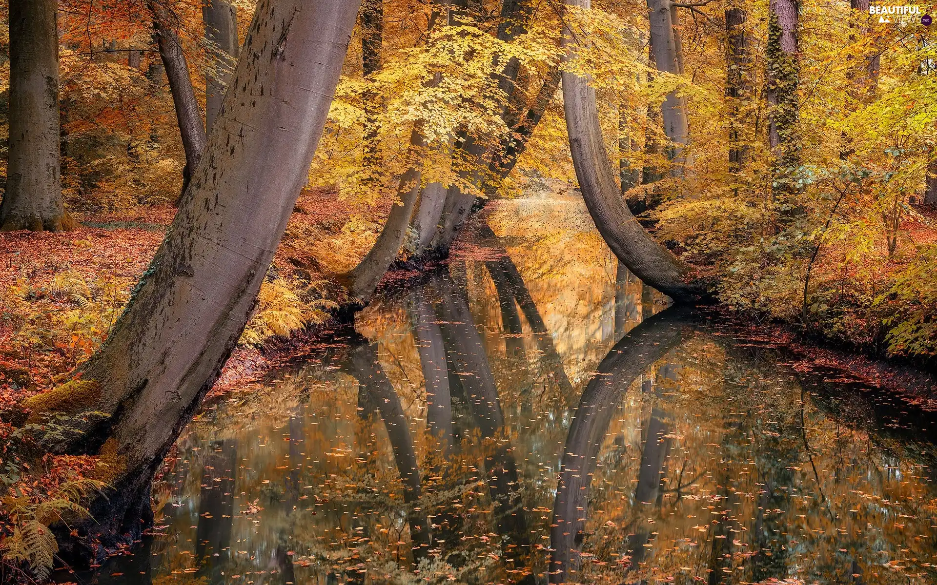 viewes, forest, Leaf, trees, autumn, fallen, River