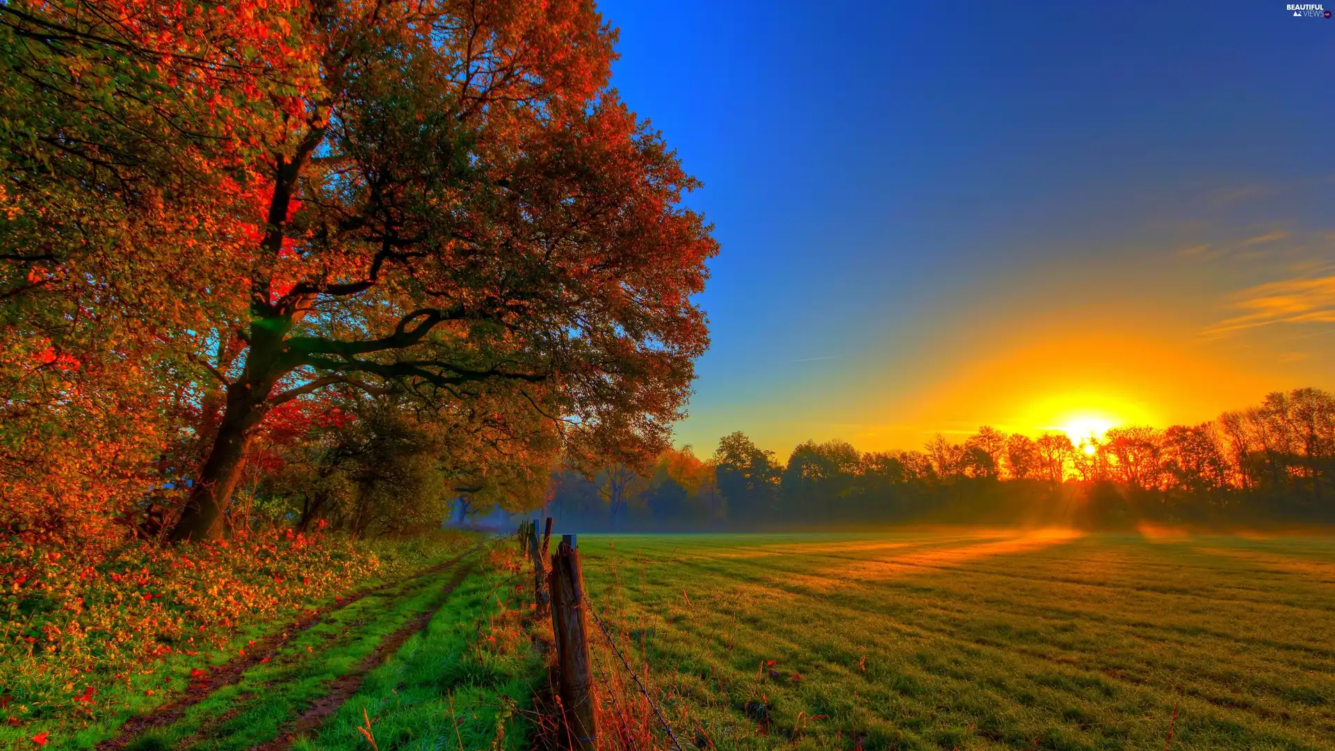 sun, field, viewes, rays, autumn, trees, Leaf