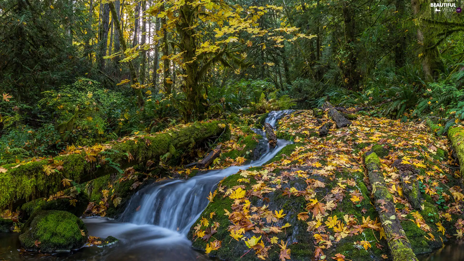 trees, forest, viewes, brook, Upset, trunk, Leaf, mossy, fallen