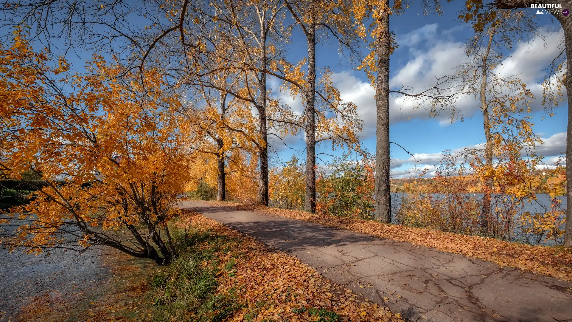 viewes, Way, Leaf, trees, autumn, Yellowed, lake