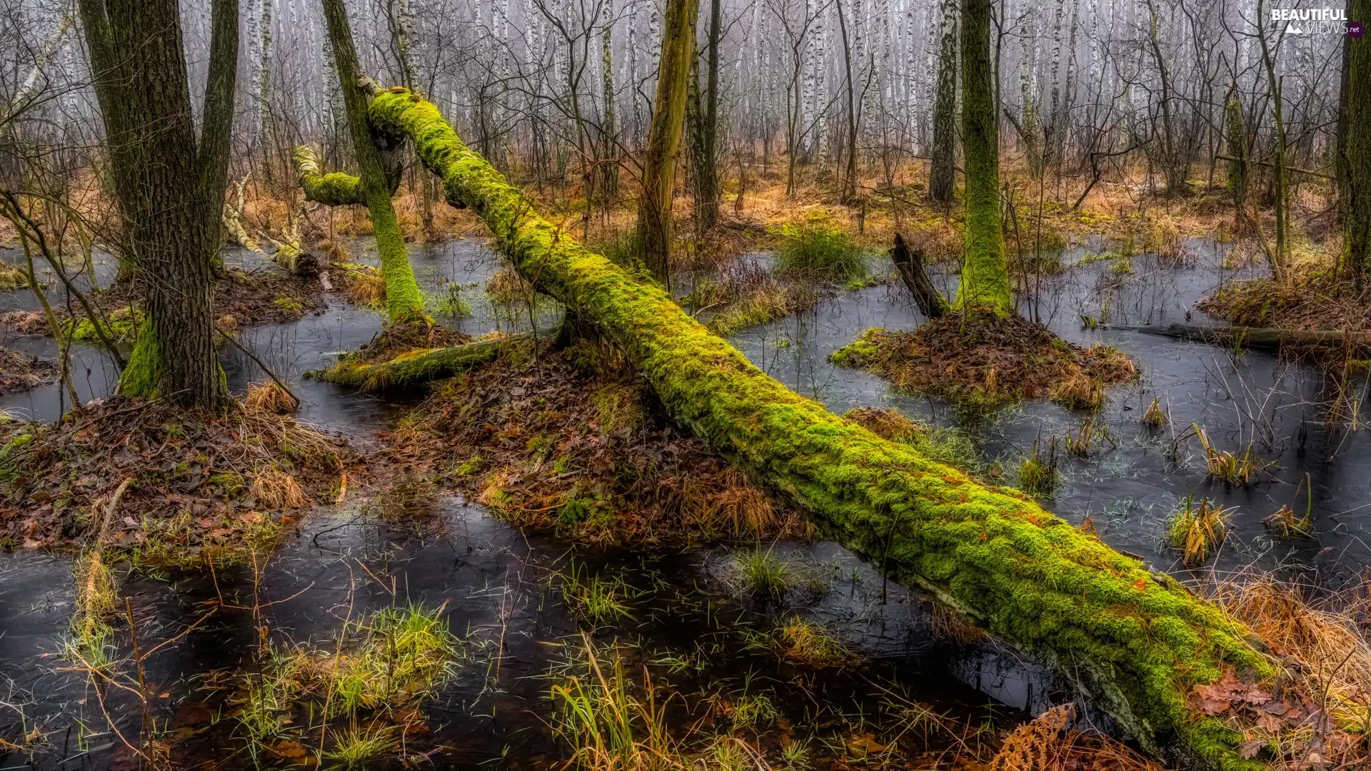 mossy, trees, marshland, fallen, forest