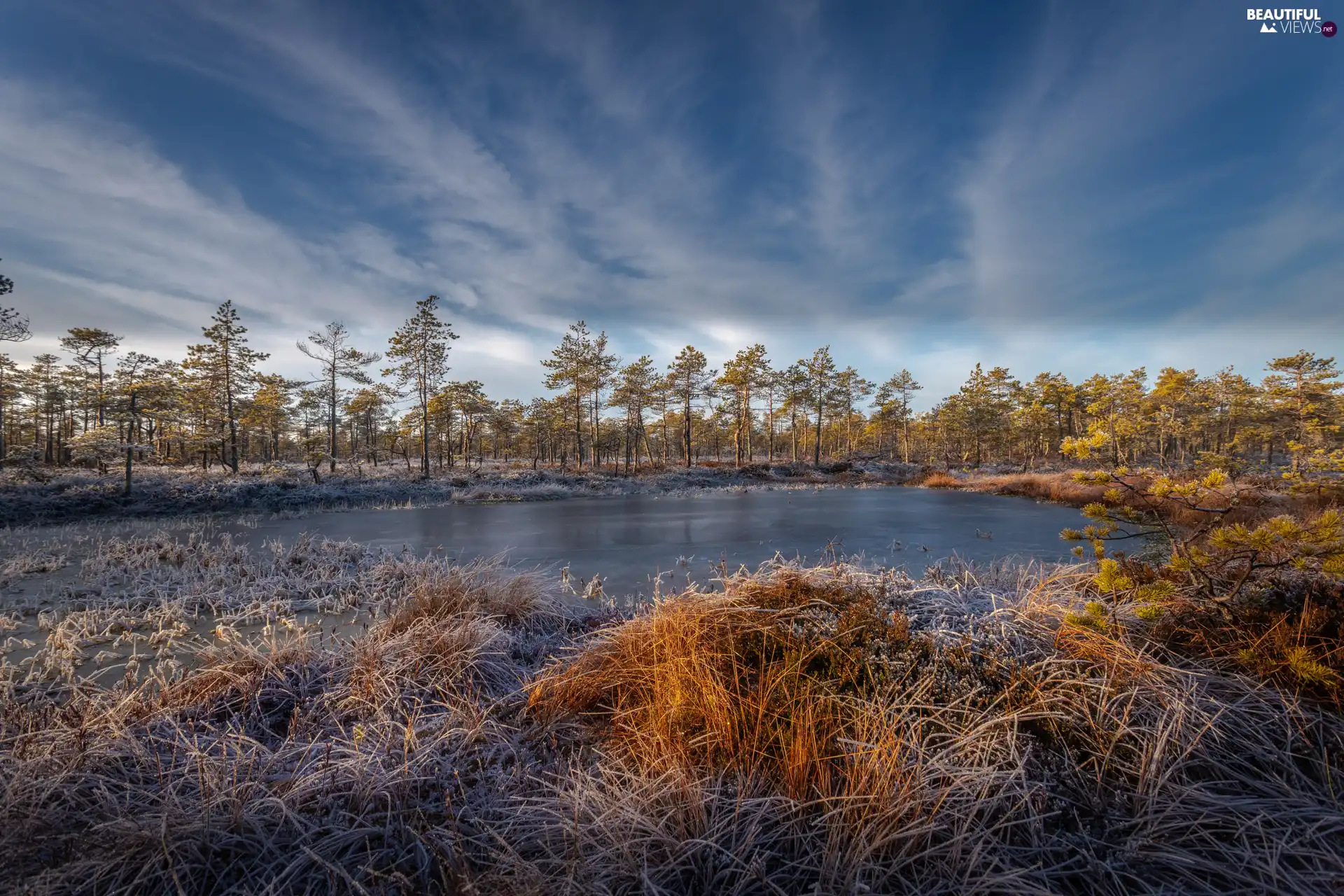 grass, White frost, trees, viewes, marshland