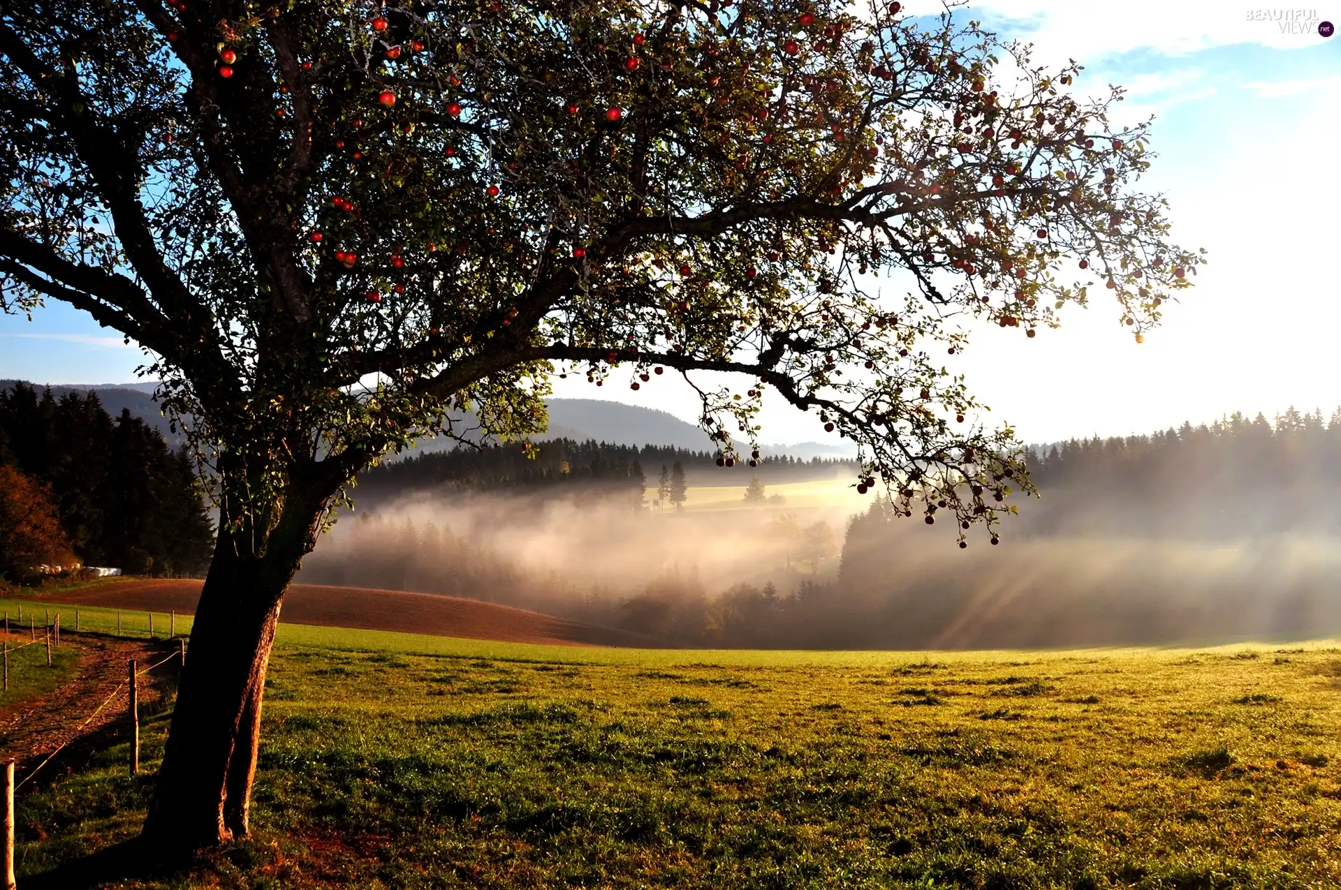 Meadow, Fog, trees, Path