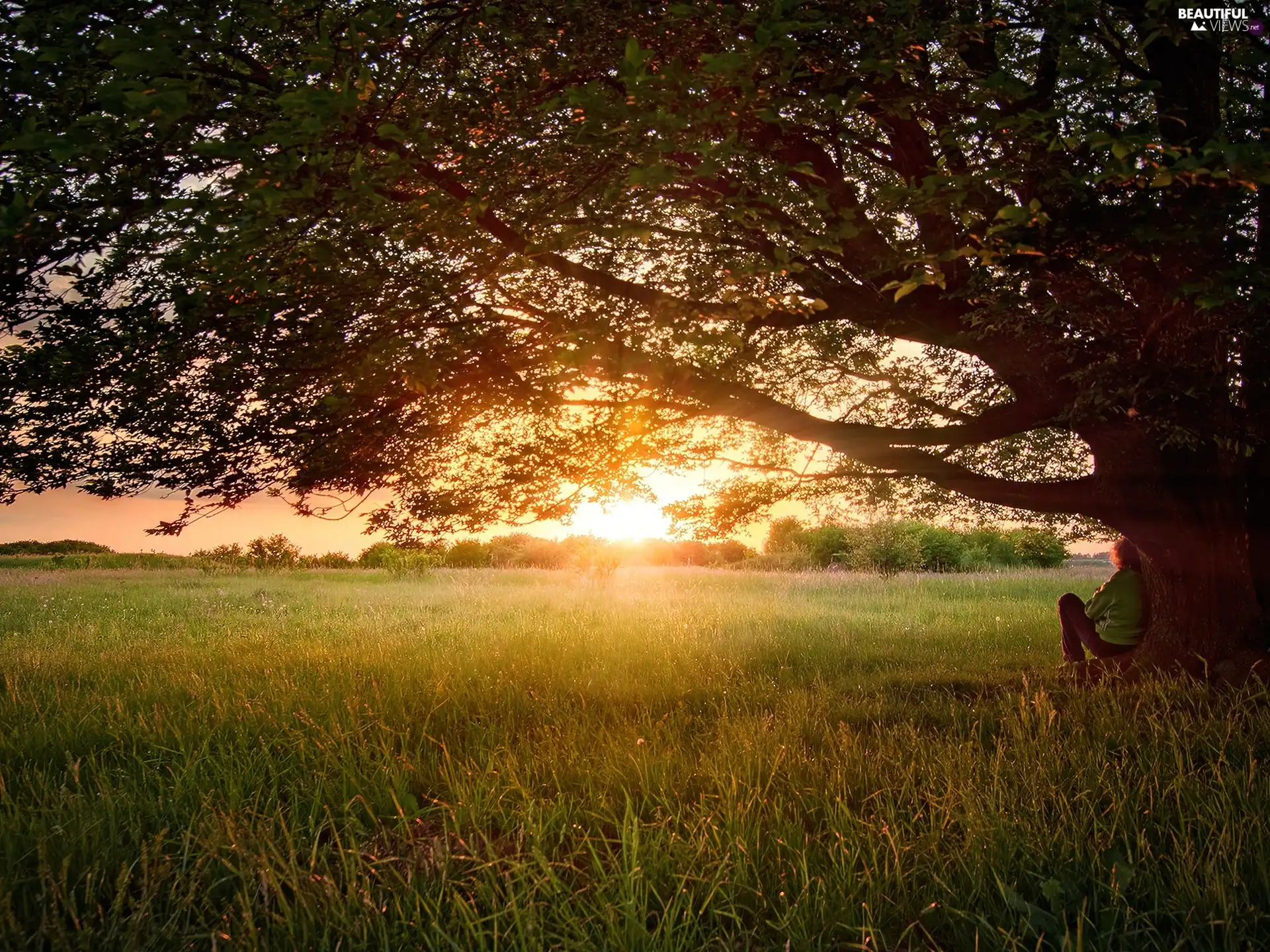 Meadow, sun, trees, west