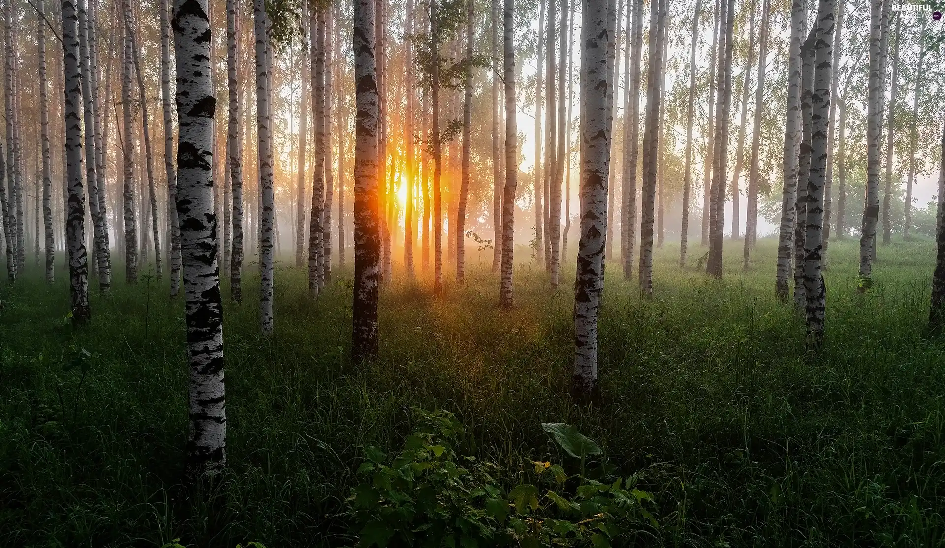 viewes, birch, morning, trees, forest, Sunrise, Plants