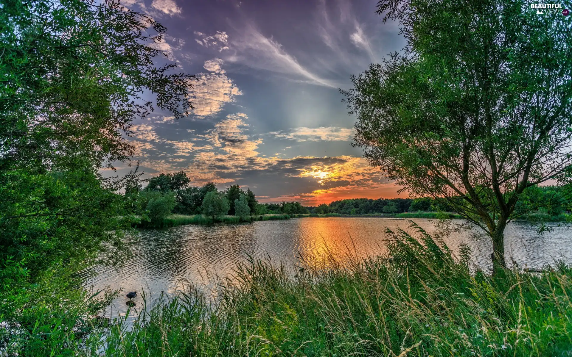 viewes, grass, morning, trees, lake, Sunrise, clouds