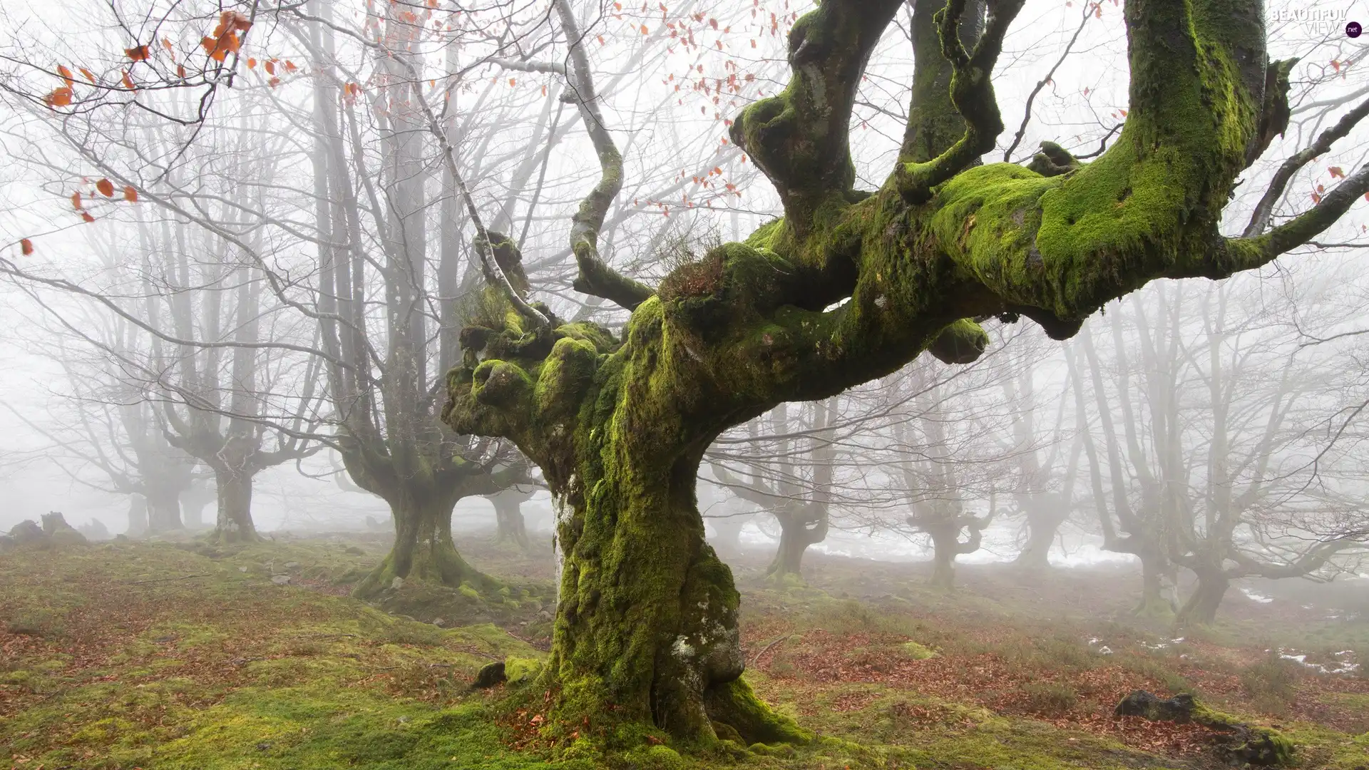 curves, Fog, Leaf, old, autumn, trees, Moss