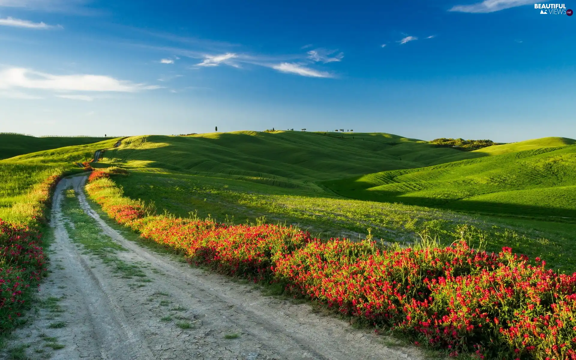 Mountains, trees, Italy, viewes, Tuscany, medows, Way, Flowers