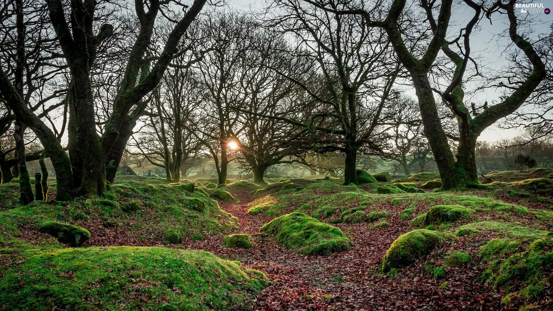 Moss, rays of the Sun, viewes, Stones, trees