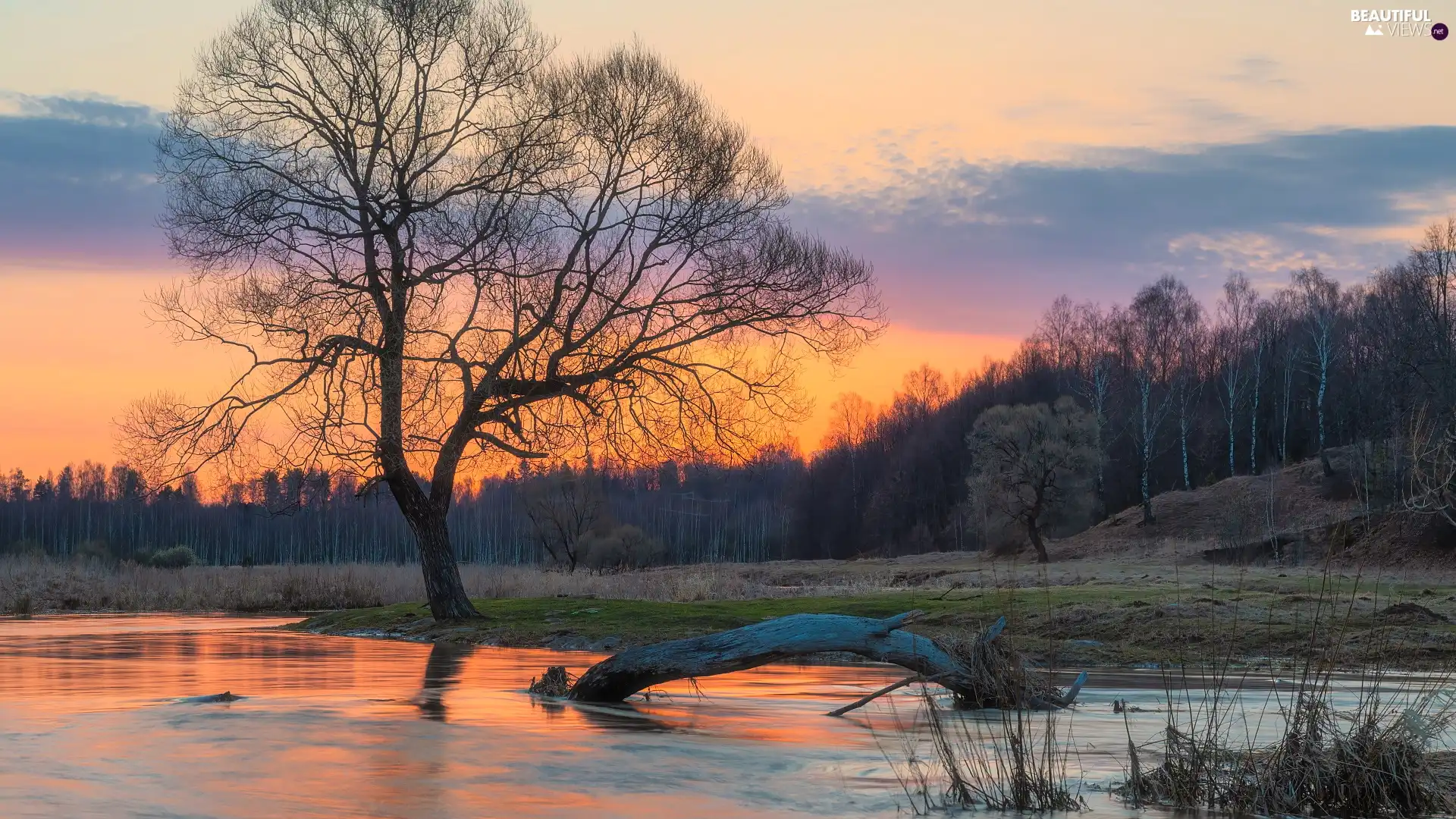 trees, River, west, sun, forest, Lod on the beach