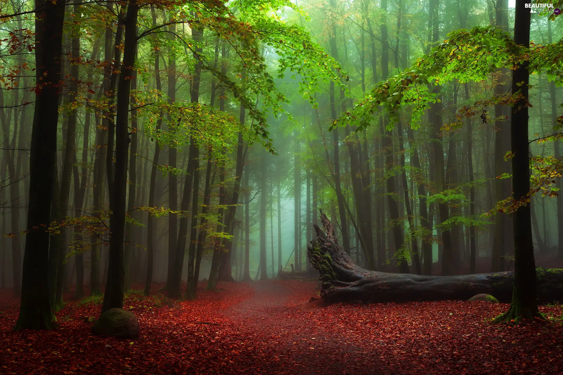 trees, viewes, trees, Way, fallen, green ones, forest, Fog