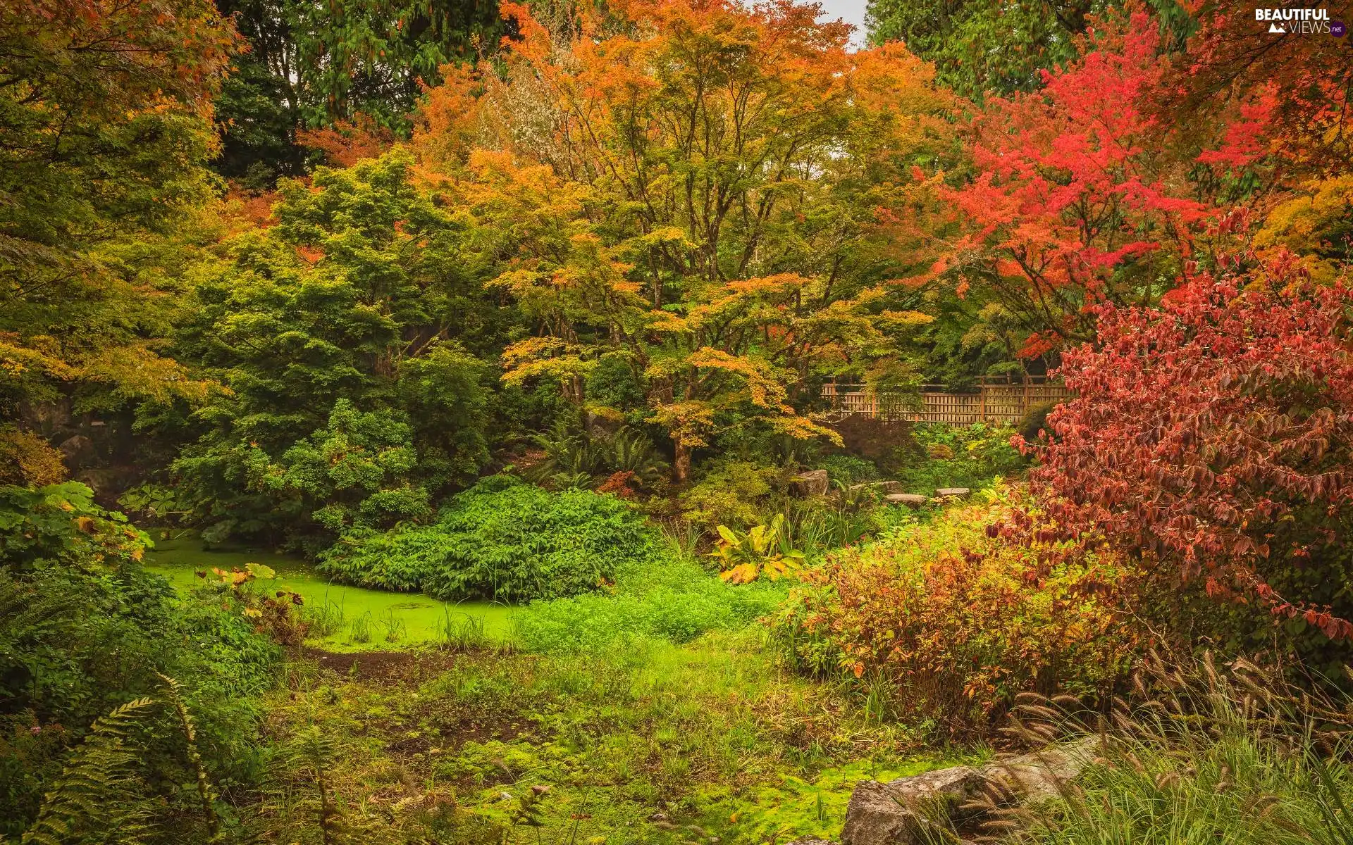 trees, viewes, Fance, Bush, Plants, autumn, Park, Pond - car