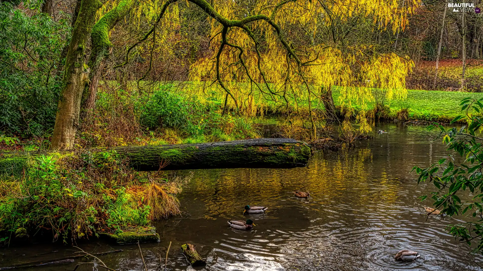 trees, inclined, HDR, branch pics, Spring, Pond - car, Park, ducks