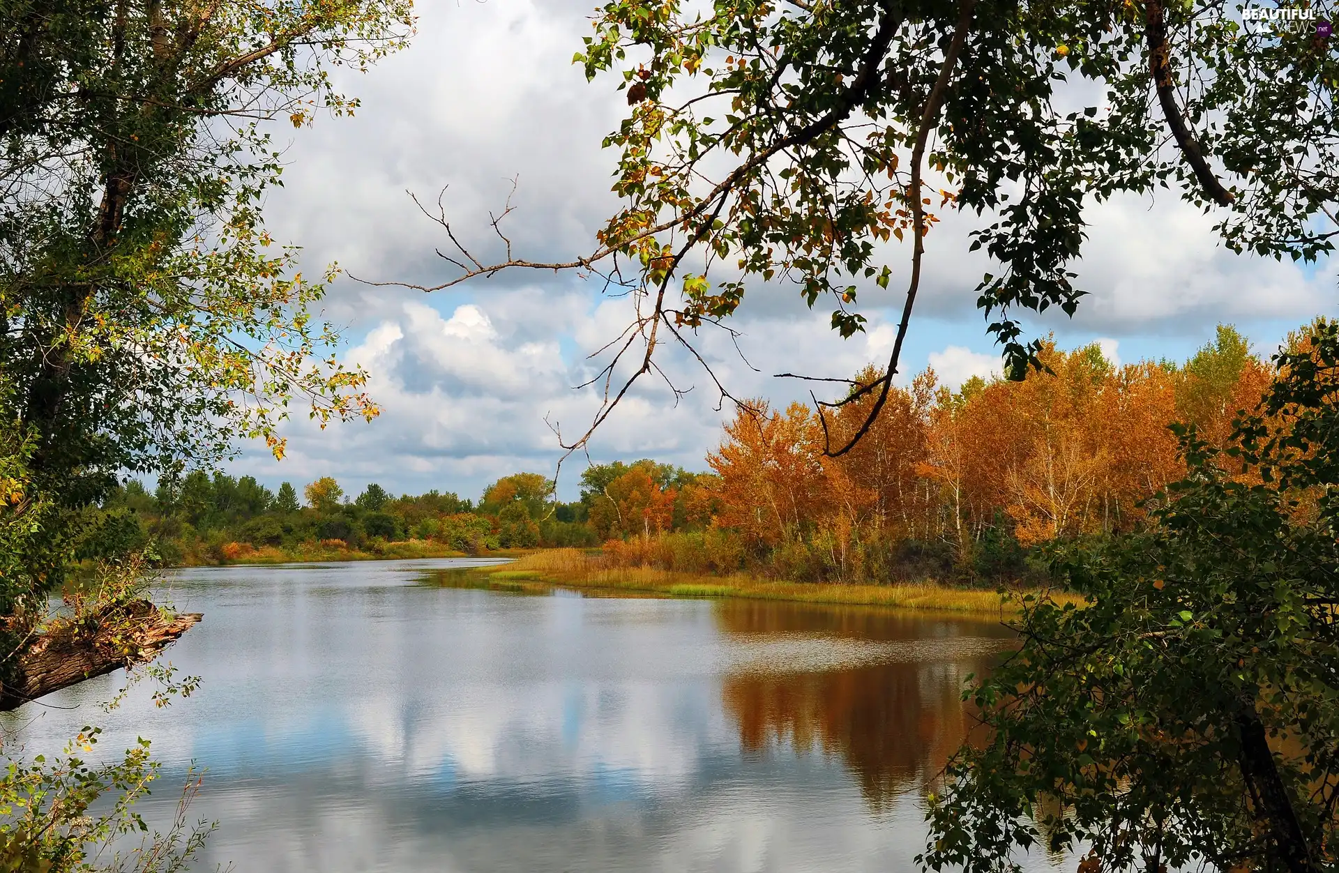 trees, viewes, autumn, Leaf, clouds, lake, Park, branch pics